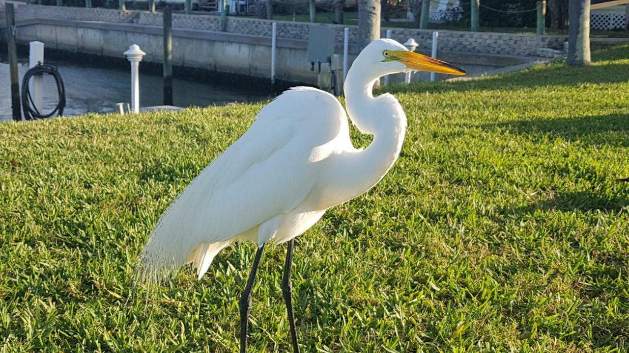 Siesta Key Condo - On The Water ! المظهر الخارجي الصورة